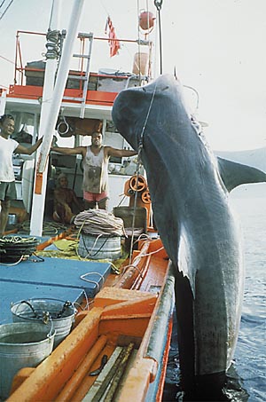 A 14foot Tiger shark is pulled from the water off the North Shore of O'ahu