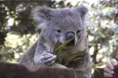 koala.jpg