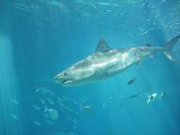 Tiger Shark