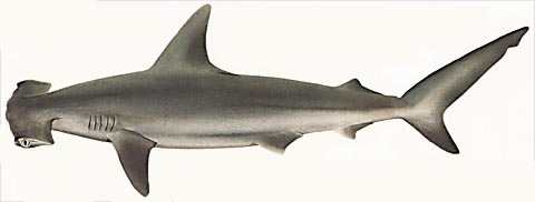 Hammerhead Shark