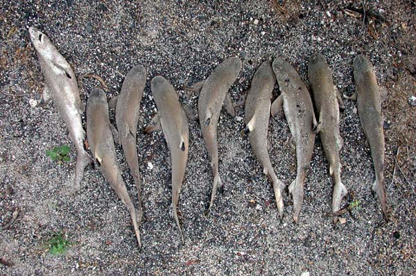 9 Black Tip pup sharks