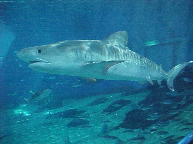 Tiger Shark